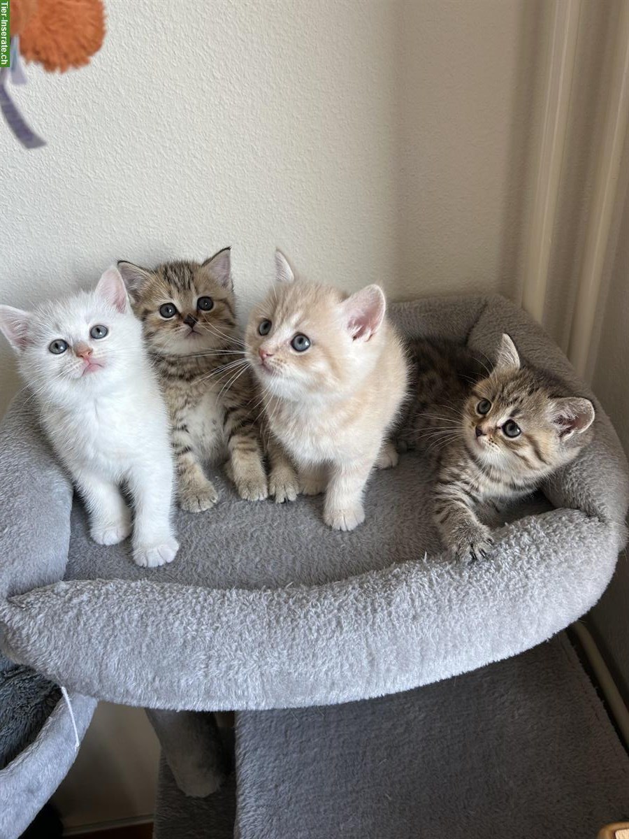 Bild 7: Britisch Kurzhaar Kitten zu verkaufen - beige / cremefarbe