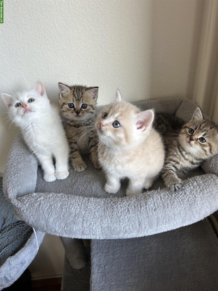 Bild 8: Britisch Kurzhaar Kitten zu verkaufen - beige / cremefarbe