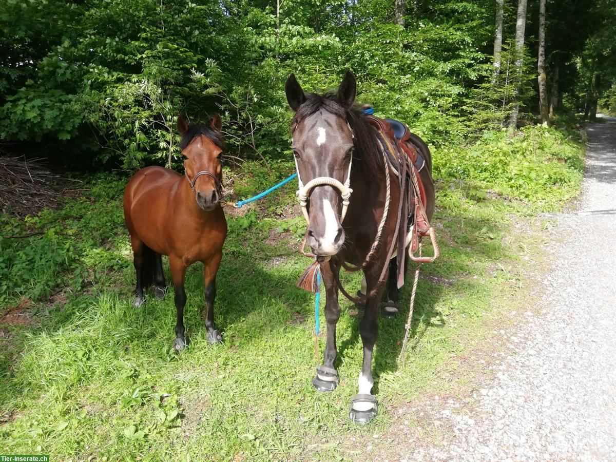 Bieten Offenstallplatz für 1 Pferd oder Pony | Emmetten NW