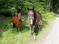 Bieten Offenstallplatz für 1 Pferd oder Pony | Emmetten NW