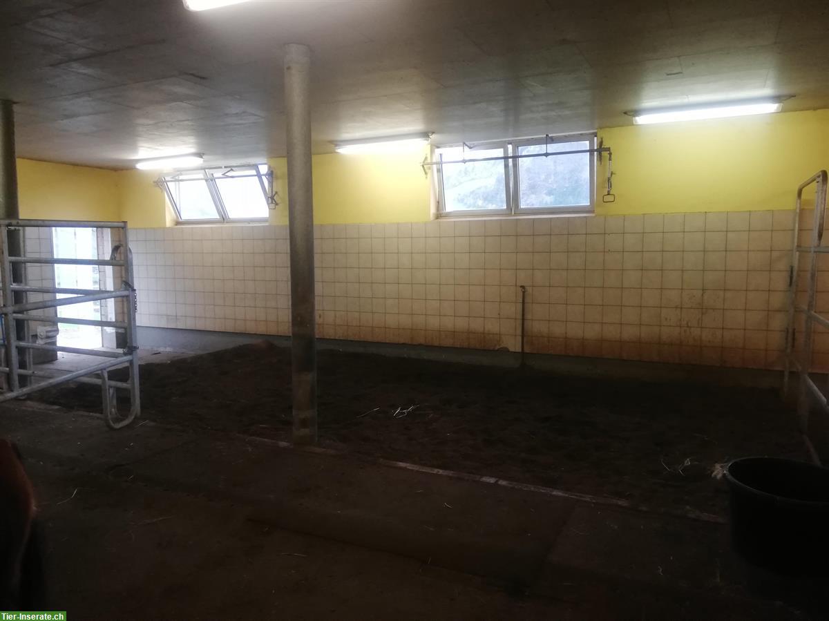 Bild 4: Bieten Offenstallplatz für 1 Pferd oder Pony | Emmetten NW