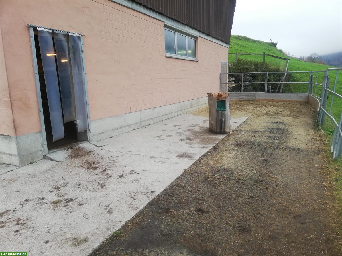 Bild 5: Bieten Offenstallplatz für 1 Pferd oder Pony | Emmetten NW