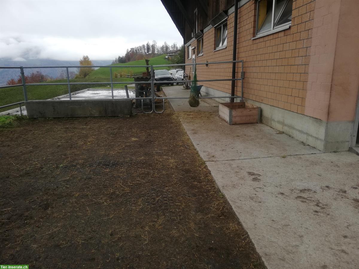 Bild 6: Bieten Offenstallplatz für 1 Pferd oder Pony | Emmetten NW