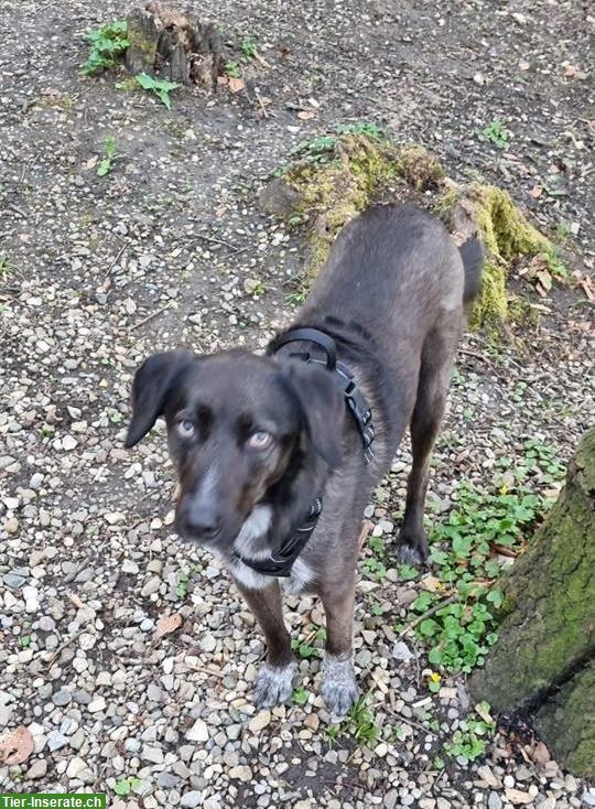 Suche Spaziergänger/in für liebe Hündin Ronja | Reinach BL