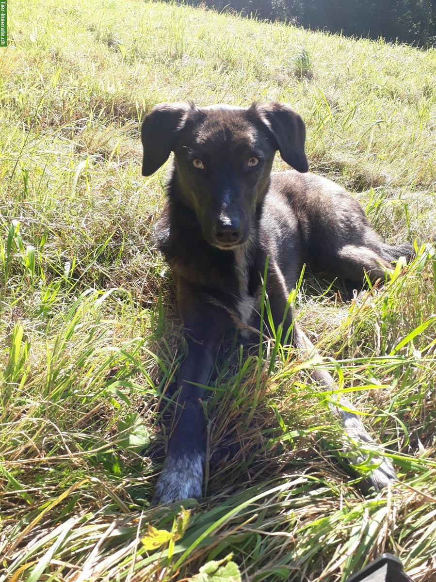 Bild 2: Suche Spaziergänger/in für liebe Hündin Ronja | Reinach BL