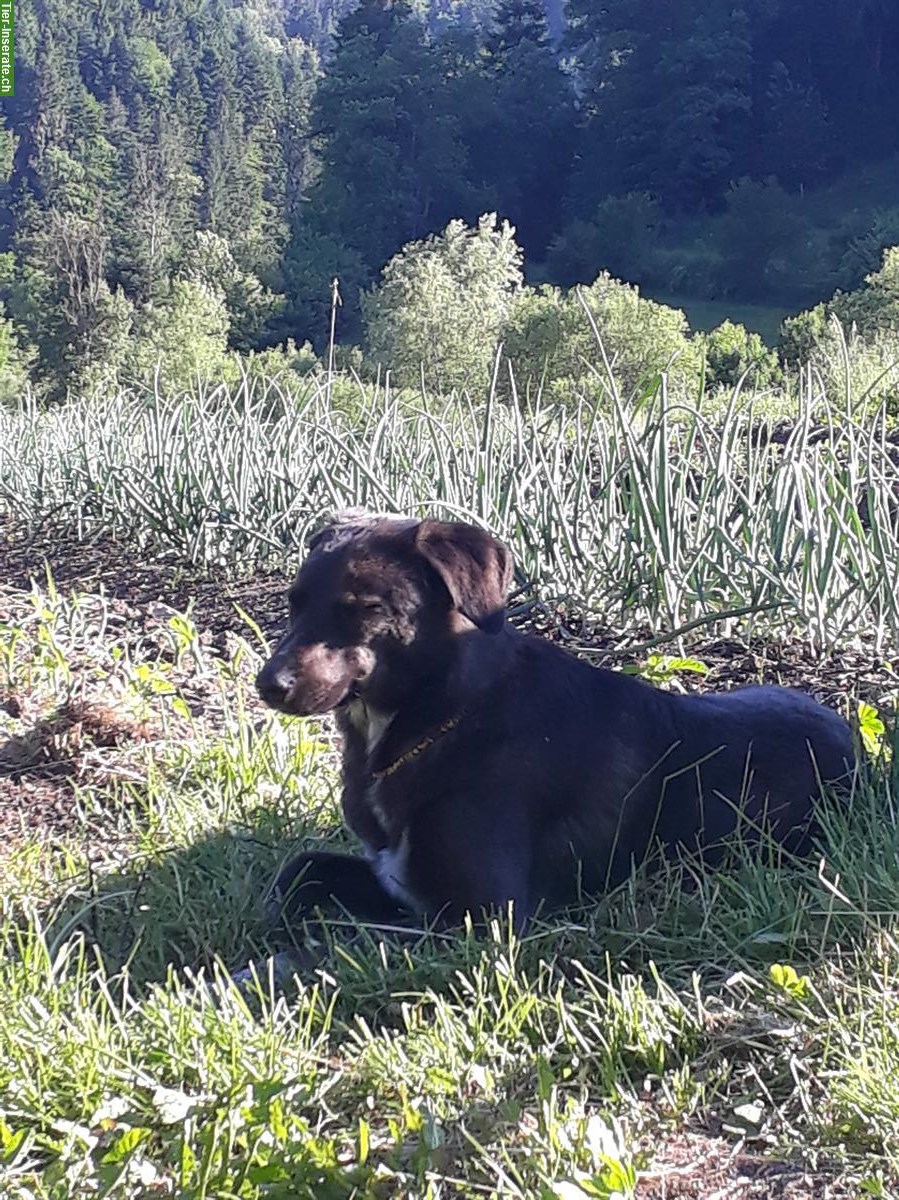 Bild 3: Suche Spaziergänger/in für liebe Hündin Ronja | Reinach BL