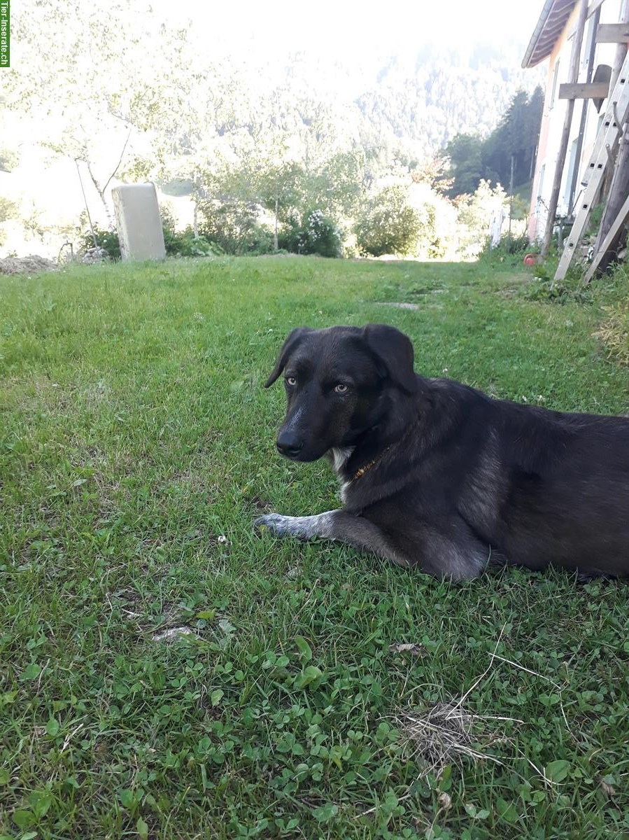 Bild 4: Suche Spaziergänger/in für liebe Hündin Ronja | Reinach BL