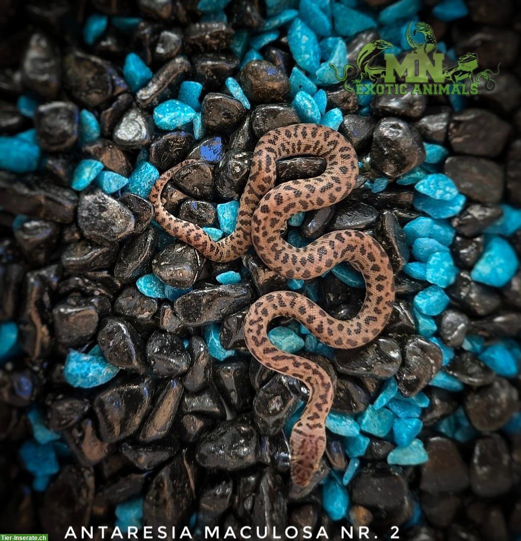 Fleckenpython (Antaresia Maculosa) NZ 2025