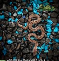 Fleckenpython (Antaresia Maculosa) NZ 2025