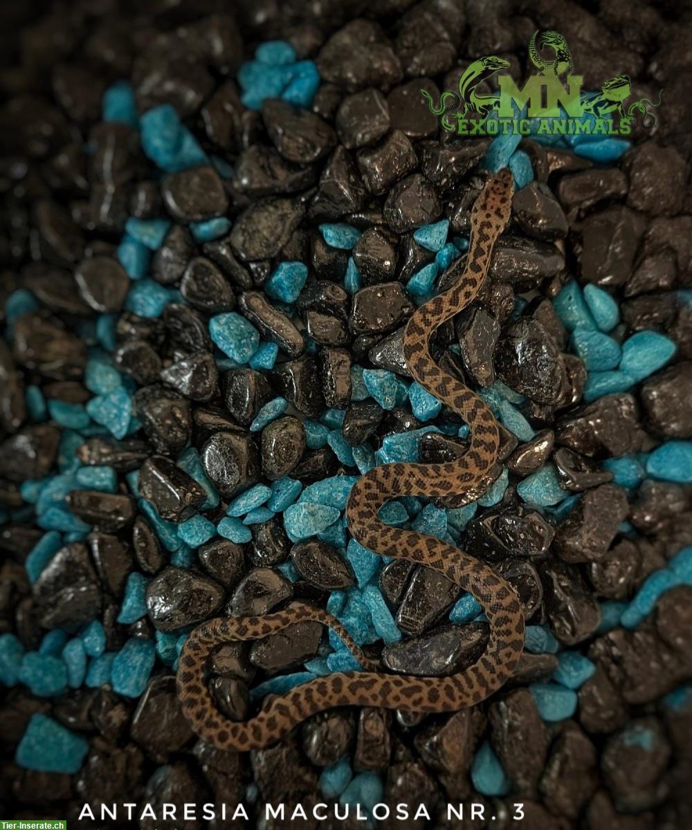 Bild 2: Fleckenpython (Antaresia Maculosa) NZ 2025