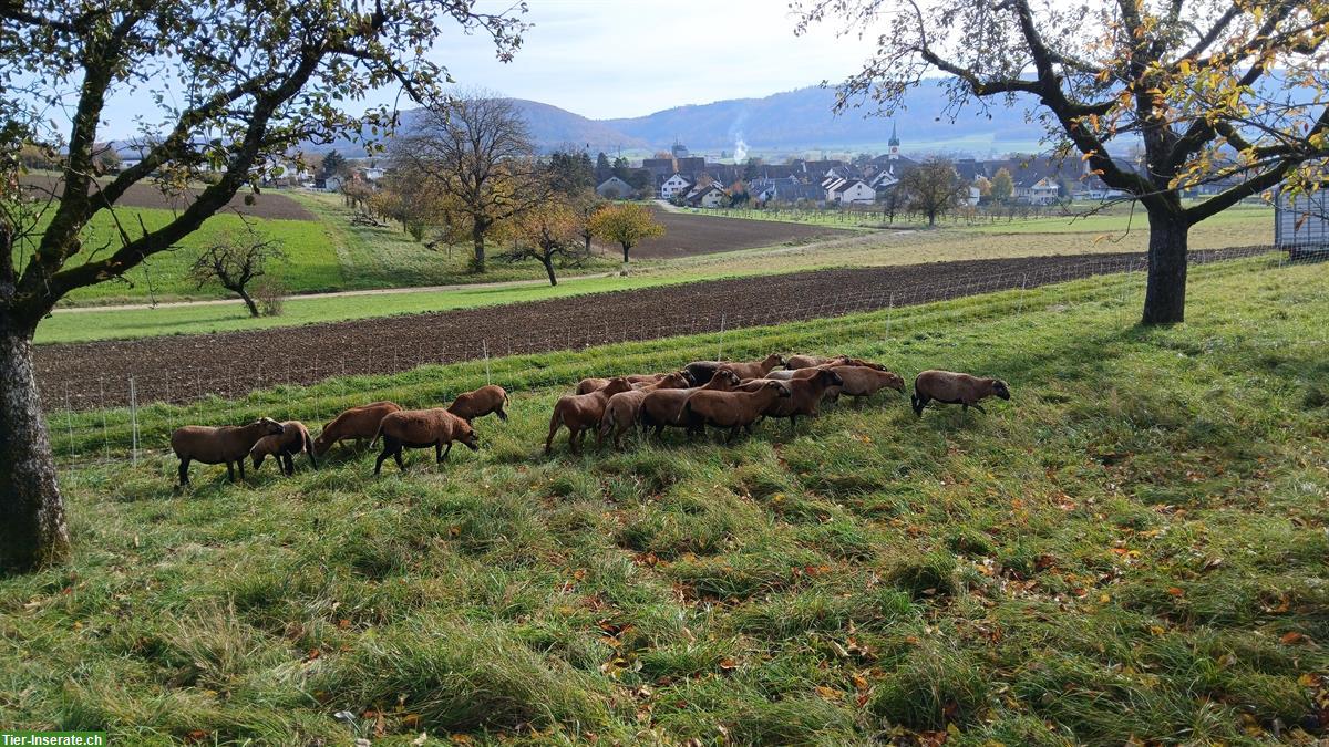 Bild 2: Kamerunschaf Auen zu verkaufen