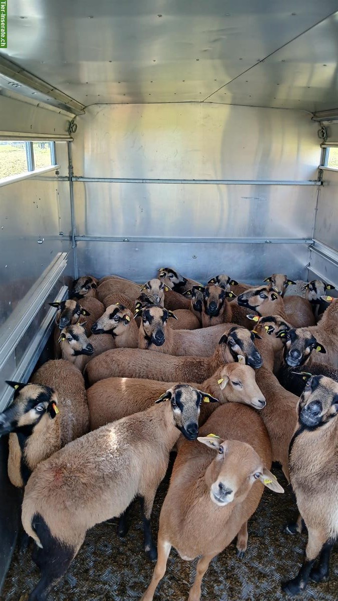 Bild 3: Kamerunschaf Auen zu verkaufen