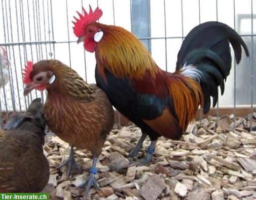 Holländische Zwerghühner goldhalsig, Hähne und Hennen