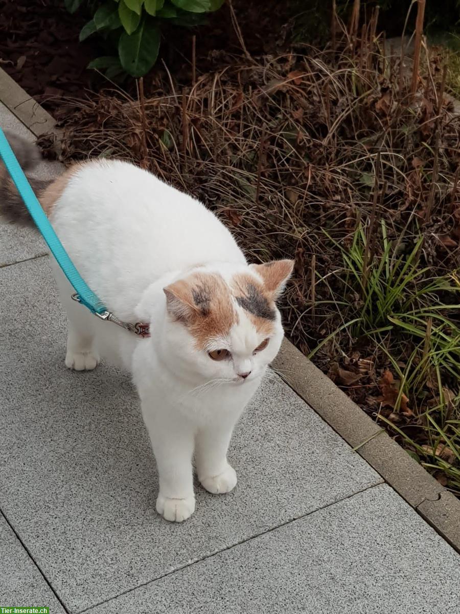 Bild 2: Wunderschöne Britisch Kurzhaar Katze sucht neues Zuhause