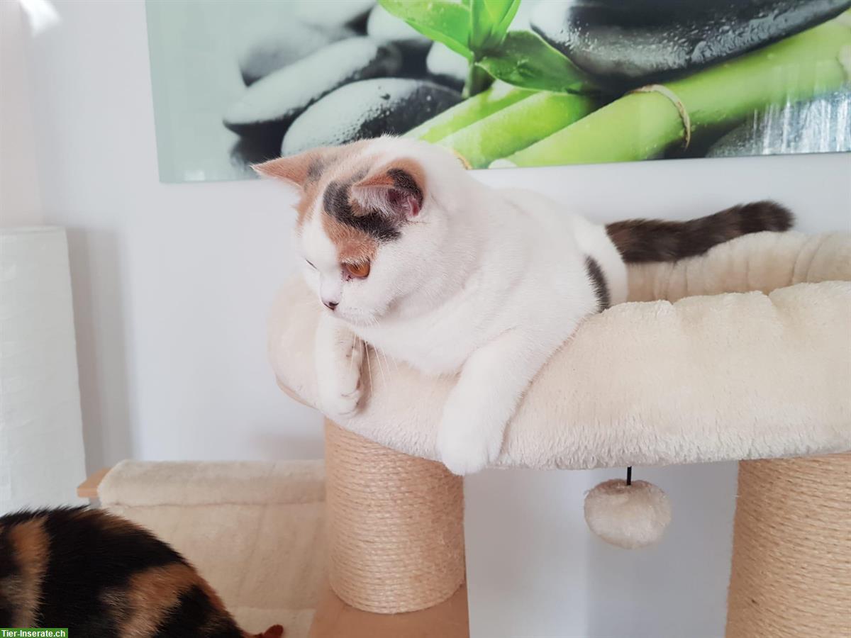 Bild 3: Wunderschöne Britisch Kurzhaar Katze sucht neues Zuhause