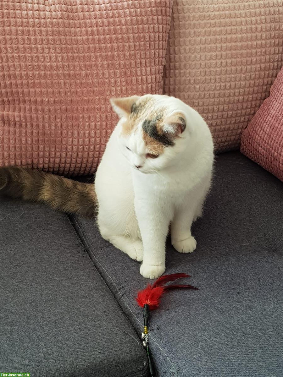 Bild 4: Wunderschöne Britisch Kurzhaar Katze sucht neues Zuhause