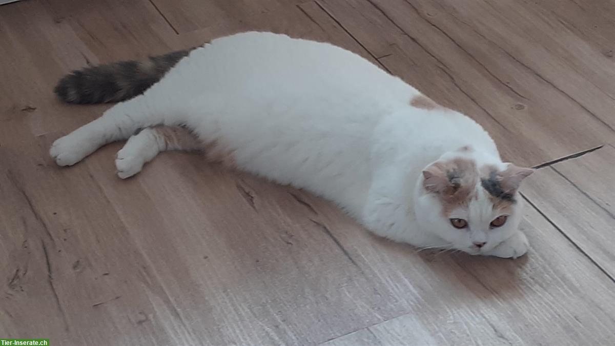 Bild 5: Wunderschöne Britisch Kurzhaar Katze sucht neues Zuhause