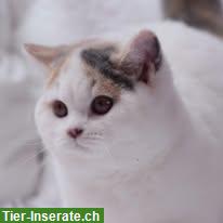 Bild 6: Wunderschöne Britisch Kurzhaar Katze sucht neues Zuhause