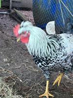 3 junge Blumenhähne zu verkaufen