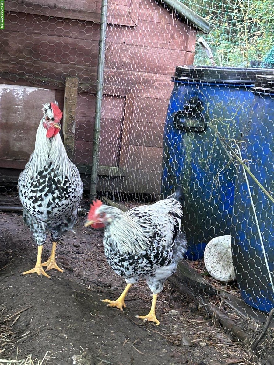 Bild 2: 3 junge Blumenhähne zu verkaufen