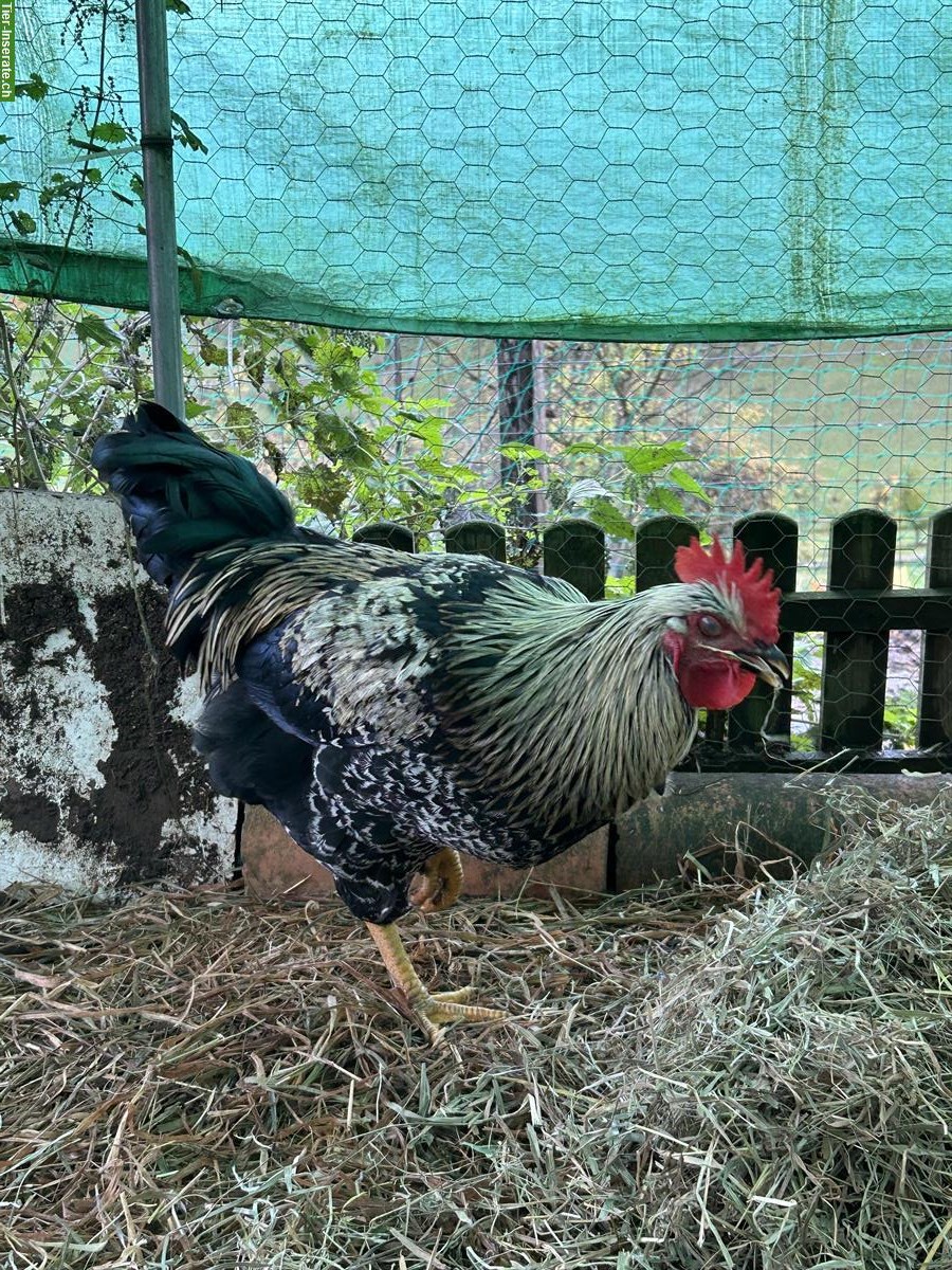 Bild 3: 3 junge Blumenhähne zu verkaufen