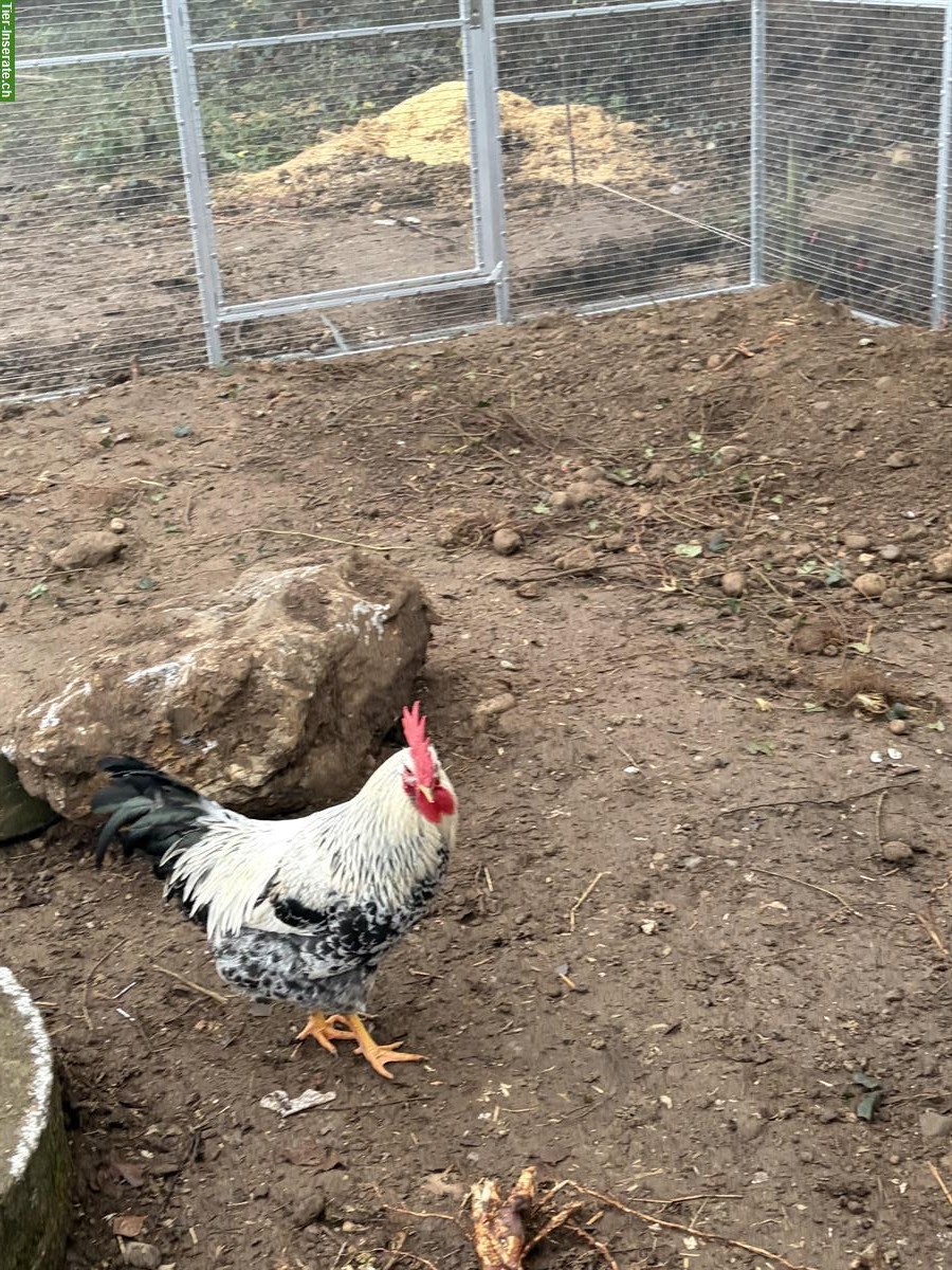 Bild 4: 2 junge Blumenhähne zu verkaufen