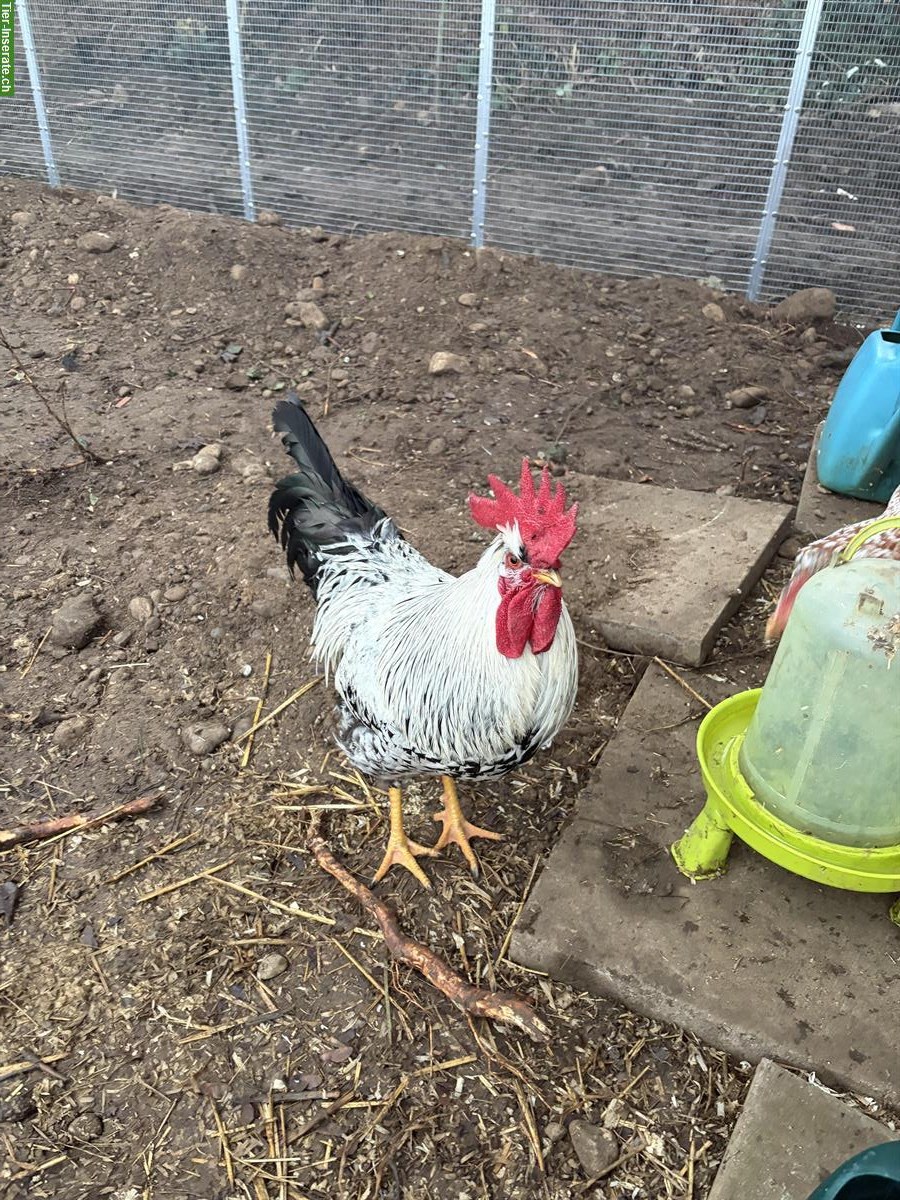 Bild 6: 2 junge Blumenhähne zu verkaufen