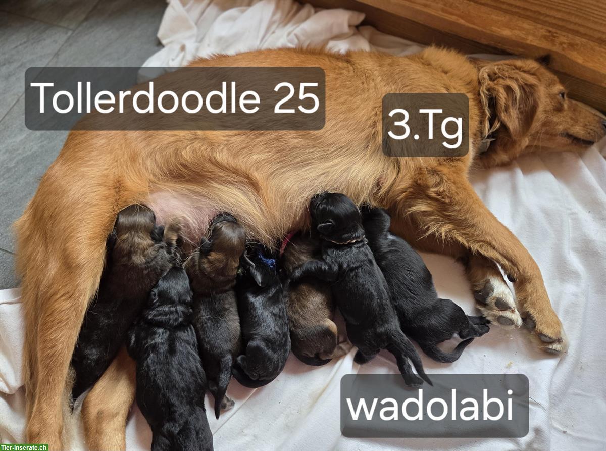 Tollerdoodles Welpen, Abgabe anfangs Dezember