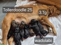 Tollerdoodles Welpen, Abgabe anfangs Dezember