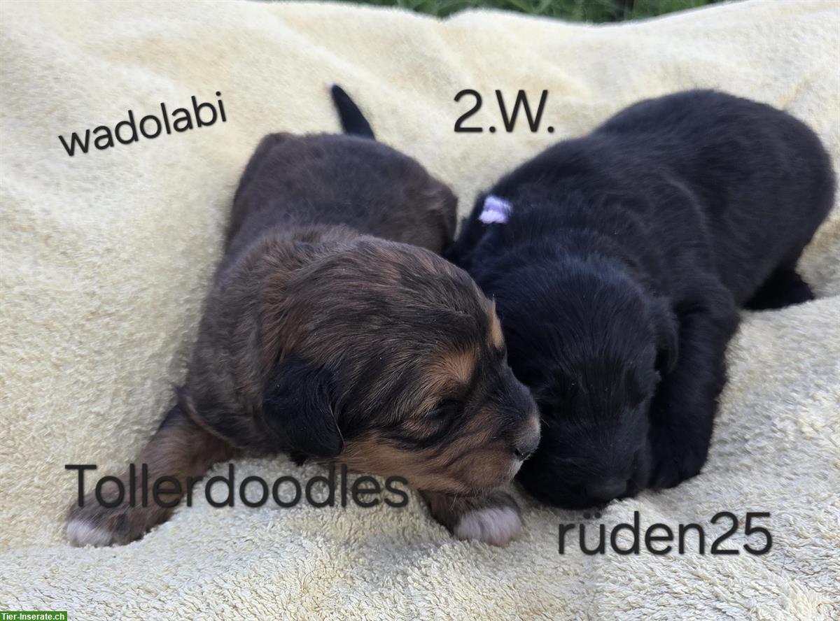 Bild 2: Tollerdoodles Welpen, Abgabe anfangs Dezember