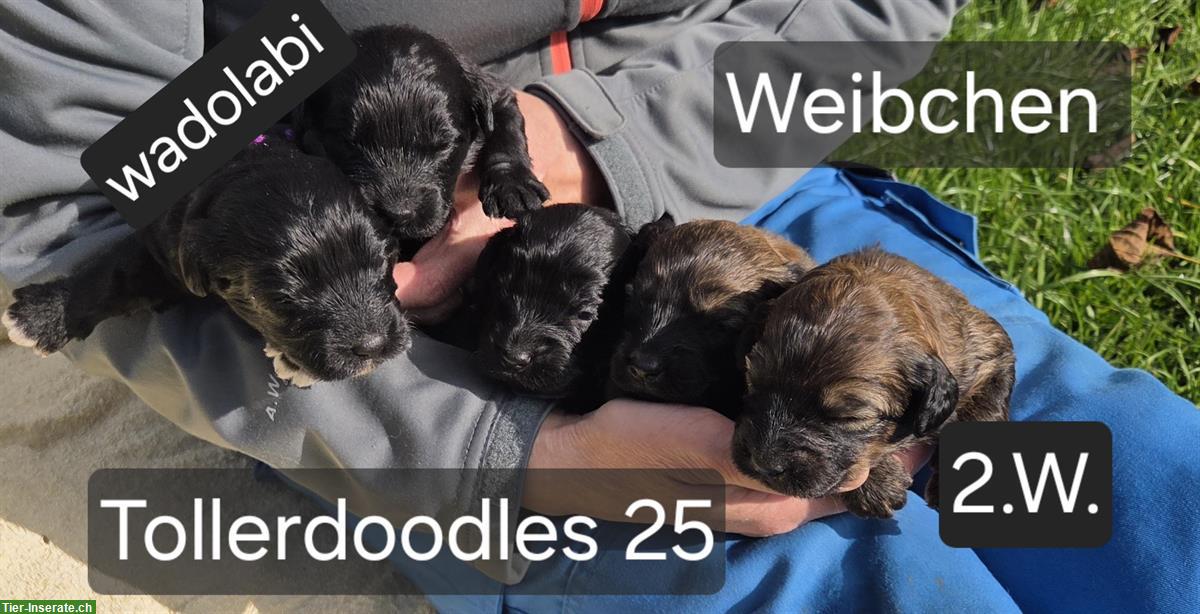 Bild 3: Tollerdoodles Welpen, Abgabe anfangs Dezember