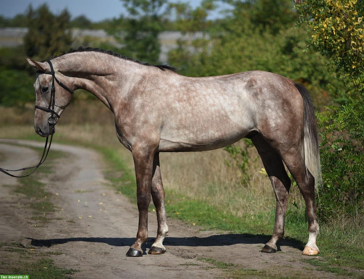 Warmblut Wallach, Schimmel, für Freizeit, Springen & Voltige