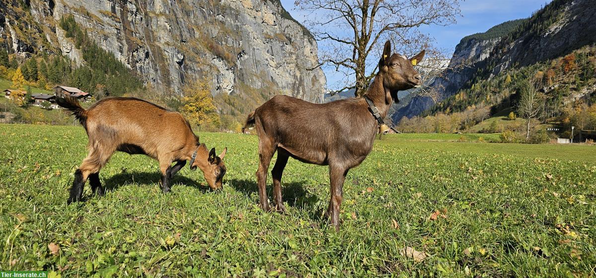 2 handzahme Gitzi suchen Lebendsplatz