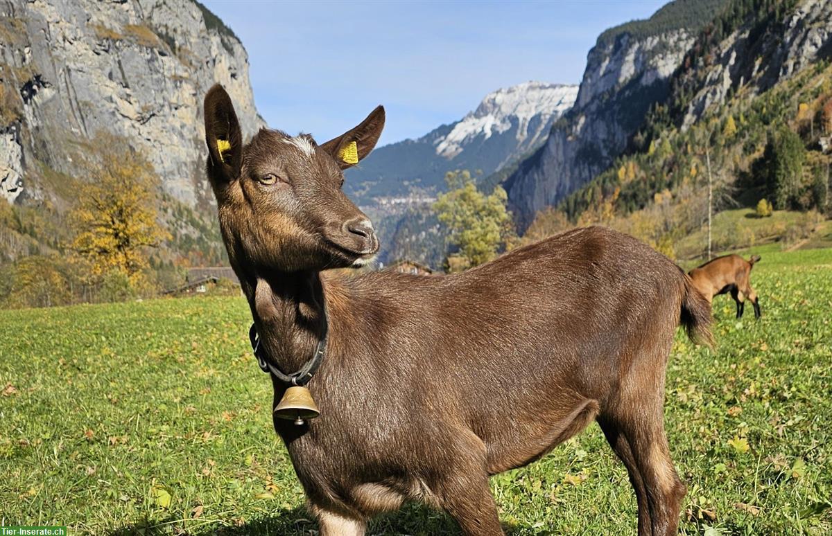 Bild 2: 2 handzahme Gitzi suchen Lebendsplatz