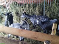 Capra Grigia Ziegen zu verkaufen