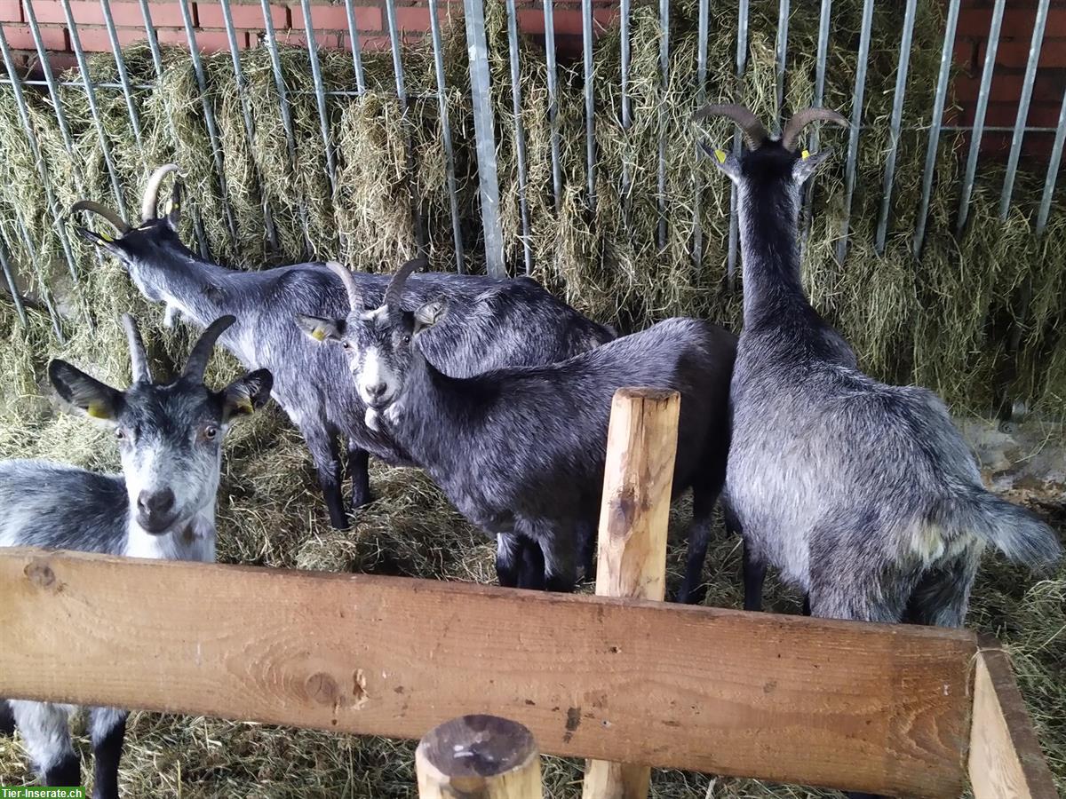 Bild 2: Capra Grigia Ziegen zu verkaufen