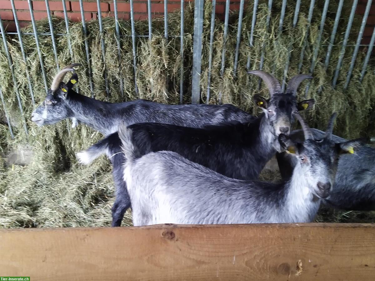 Bild 3: Capra Grigia Ziegen zu verkaufen