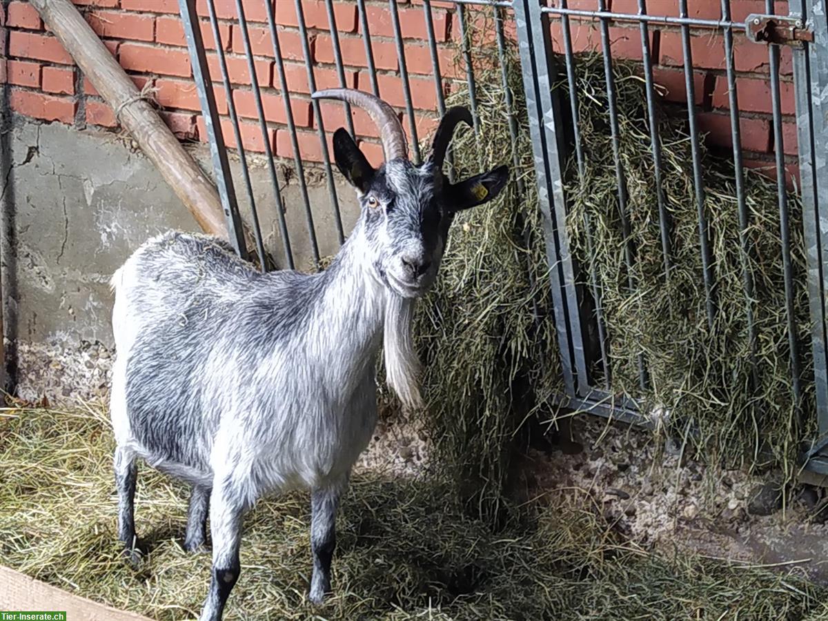 Bild 4: Capra Grigia Ziegen zu verkaufen