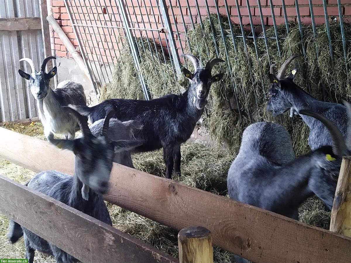 Bild 5: Capra Grigia Ziegen zu verkaufen