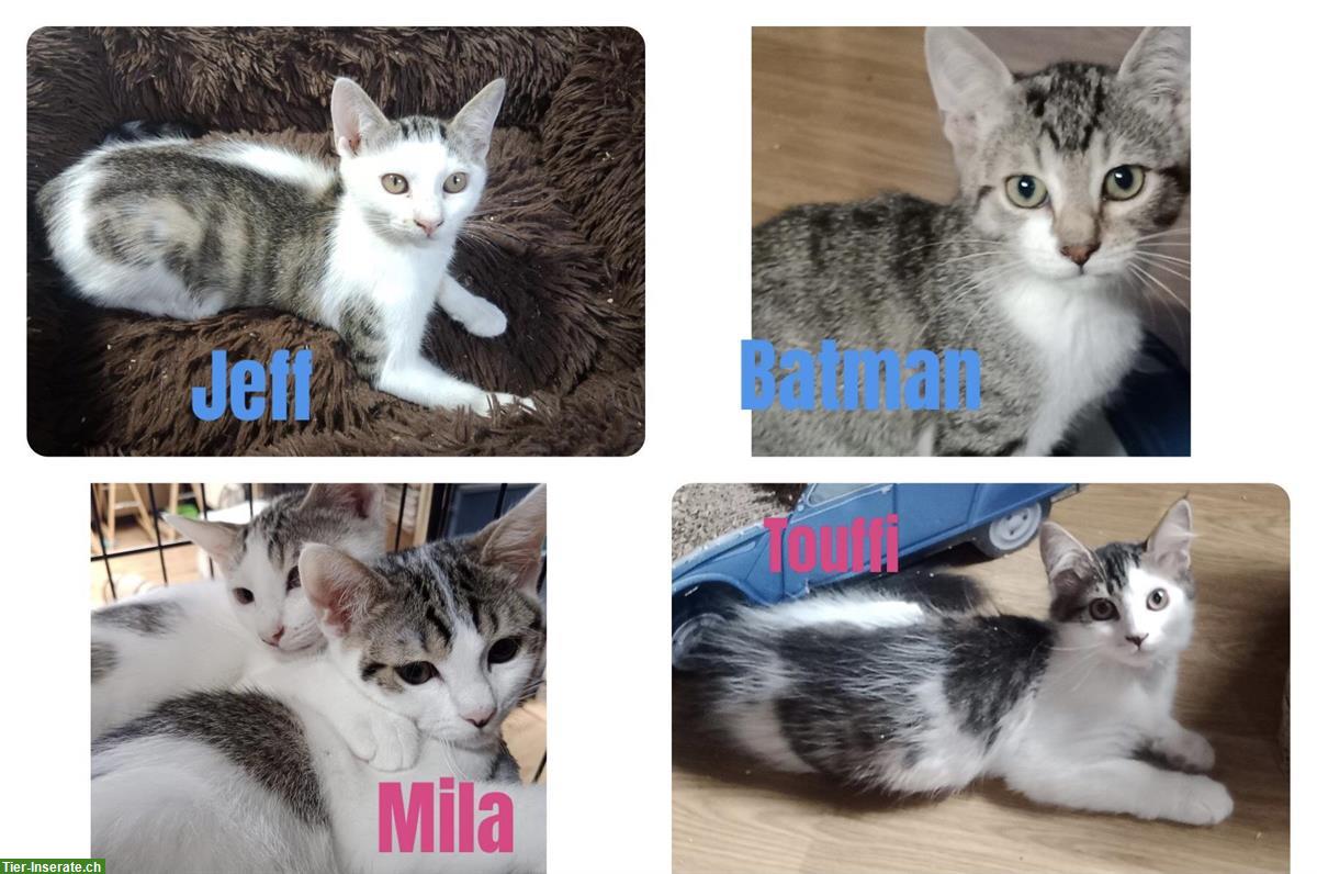 Kätzchen aus dem Elsass (nahe Basel) suchen Zuhause