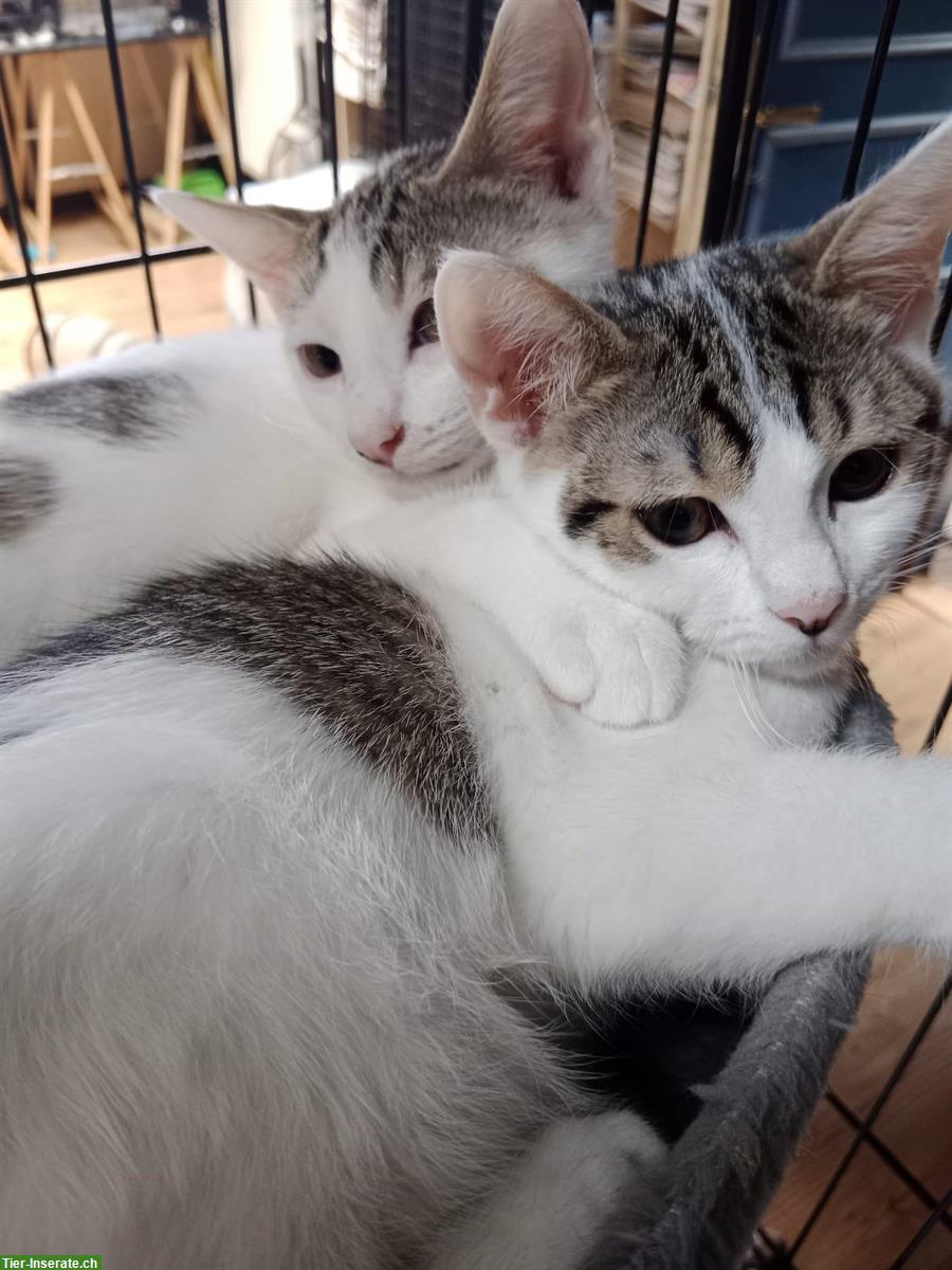 Bild 2: Kätzchen aus dem Elsass (nahe Basel) suchen Zuhause