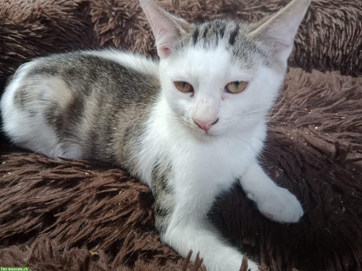 Bild 3: Kätzchen aus dem Elsass (nahe Basel) suchen Zuhause
