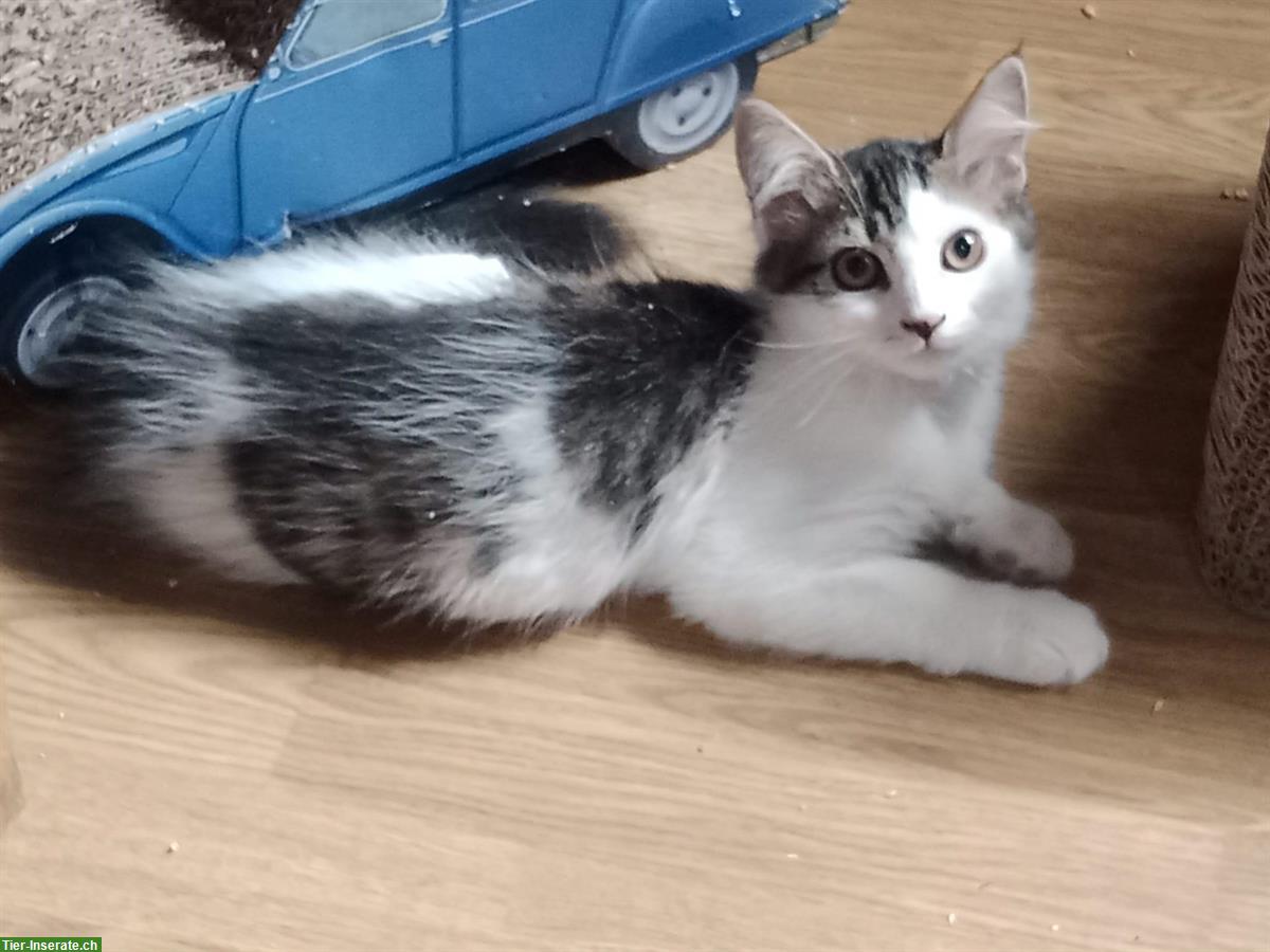 Bild 4: Kätzchen aus dem Elsass (nahe Basel) suchen Zuhause