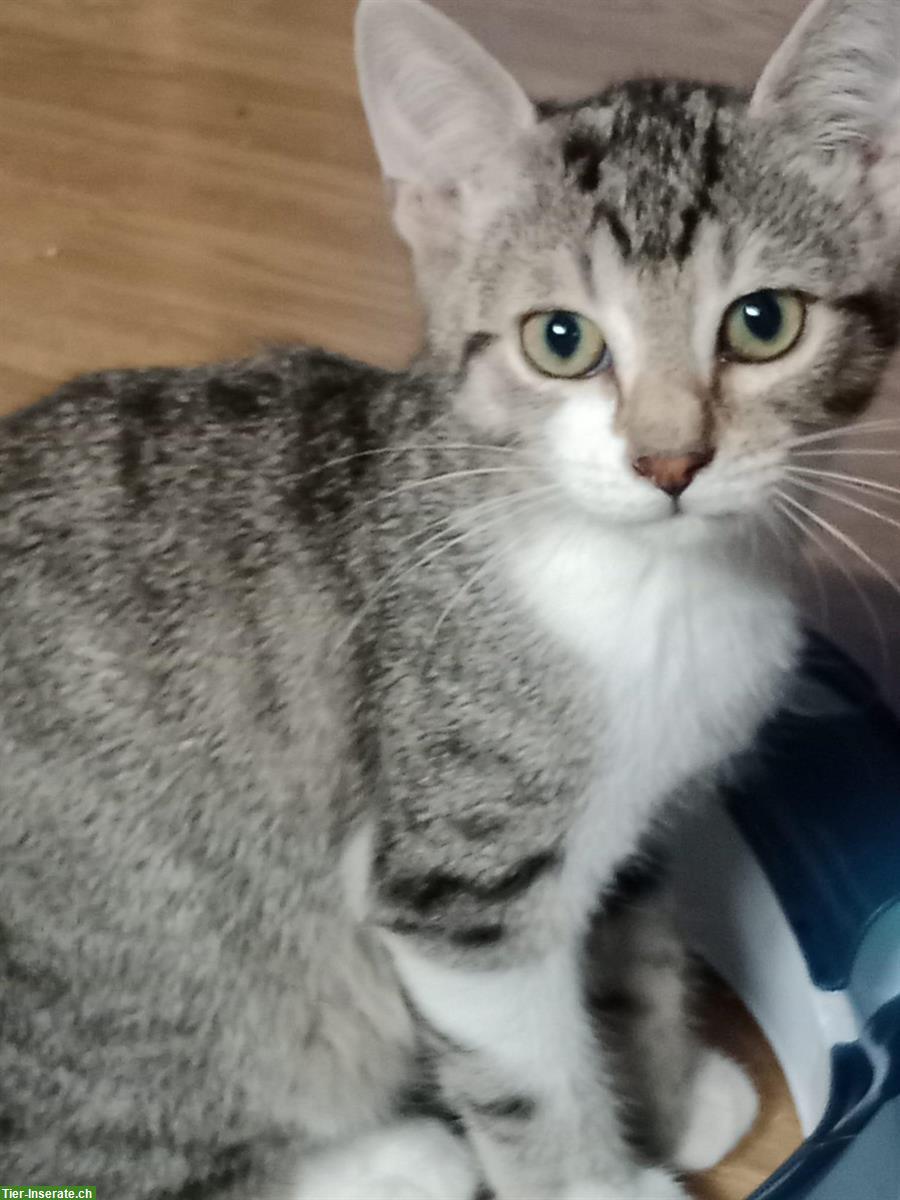 Bild 5: Kätzchen aus dem Elsass (nahe Basel) suchen Zuhause