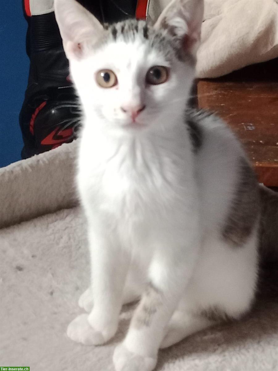 Bild 6: Kätzchen aus dem Elsass (nahe Basel) suchen Zuhause