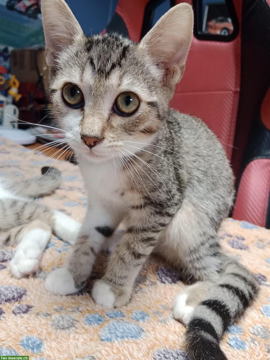 Bild 7: Kätzchen aus dem Elsass (nahe Basel) suchen Zuhause