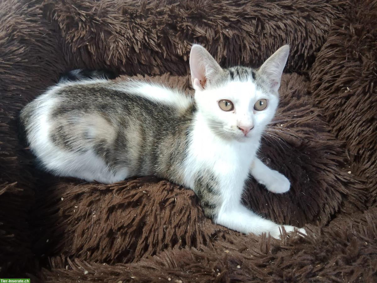 Bild 8: Kätzchen aus dem Elsass (nahe Basel) suchen Zuhause