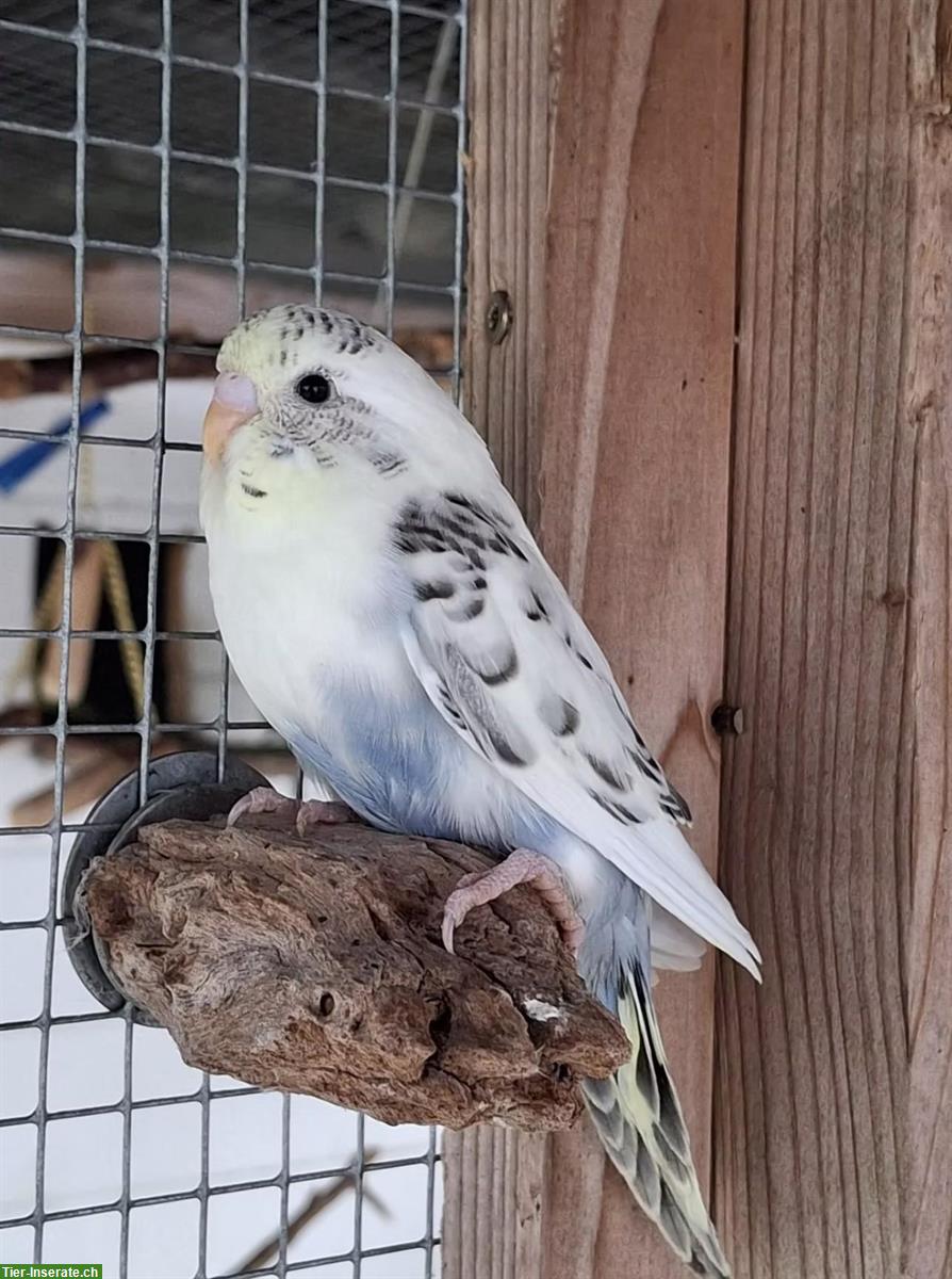 Wellensittich Paar sucht gemeinsames Zuhause