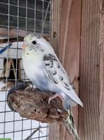 Wellensittich Paar sucht gemeinsames Zuhause