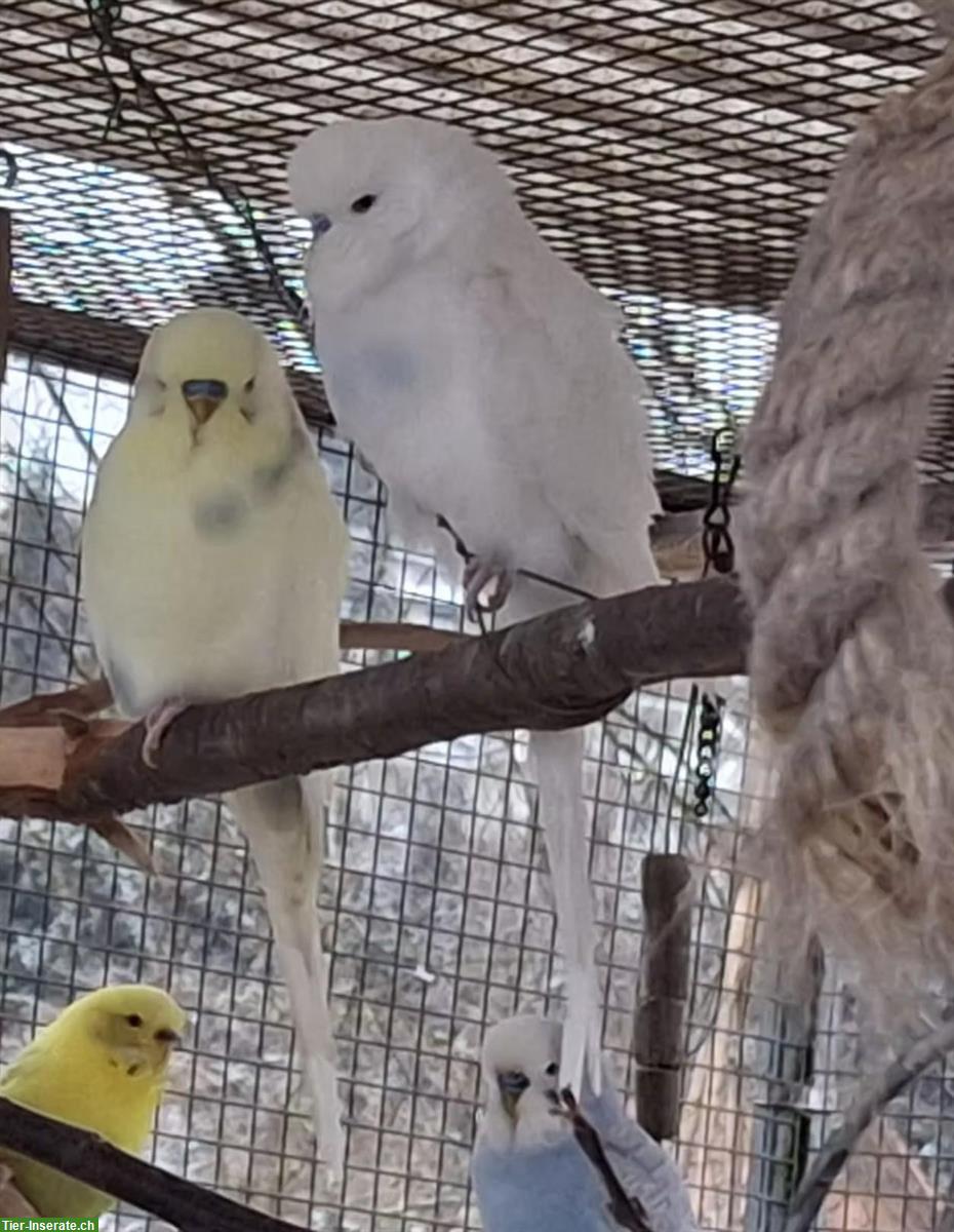 Bild 2: Wellensittich Paar sucht gemeinsames Zuhause